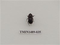 藏品(姬扁鍬形蟲)的圖片